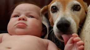 Baby and Dog Friendship videos (part2)