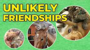 Top 10 Unlikely Animal Friendships
