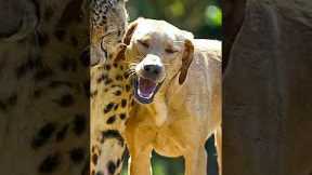 Unusual animal   Friendships