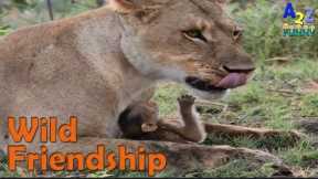 Unbelievable Animal Friendships Compilation  Amazing Animals Friendship