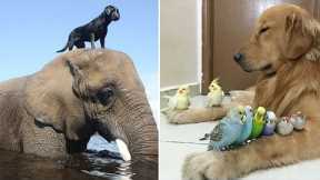 6 Unusual Animal Friendships You'll Never believe! and make You Love Nature