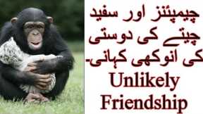 Animals Friendship|Most Famous Friendships Of Animals|World Famous Stories Of Animals Friendships|