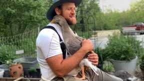 Can Animals Have Friendships With Humans? -  Cute Animals Show Love To Human