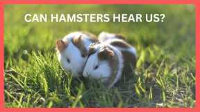 Funny Hamsters- Cute and Funny Hamster Videos Compilation My Hamster and Her Friend :)