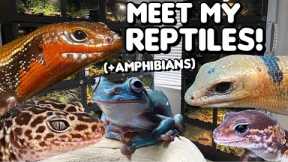 MEET THE ANIMALS IN MY SANCTUARY + REPTILE HOUSE TOUR