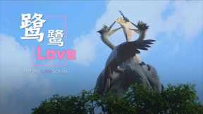 Heron's love stories: Bird romance in Chengdu's Huanhuaxi Park
