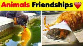 Wholesome Animals Friendships ❤️️