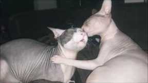 sphynx cat friendship