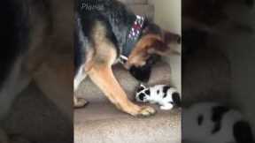 Funniest Animal Friendships Compilation 😂 Best Funny Animal Videos 2022 😍 Try Not to Laugh