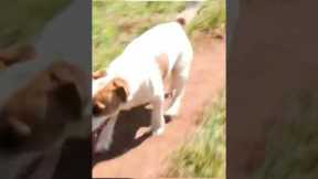 Jack Russell and Jaguar Have an Unlikely Friendship #shorts