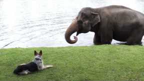 The cutest animal friendships from around the world