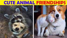 Best animal friendships in the world that will make your day better