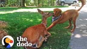 Deer Brings Her Babies To Meet Her Dog Best Friend Every Spring! | The Dodo Odd Couples