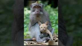 Unlikely Animal Friendships That Will Melt Your Heart #heart #love #friendship #animals #wildlife