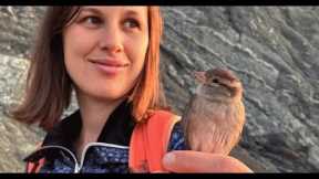 Couple rescues wild sparrow. Now she refuses to leave.