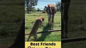 Best Friends Horse and Dog