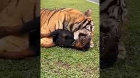 Tigers Friendship with Dog 😍 | Nouman Hassan | #tiger #lion