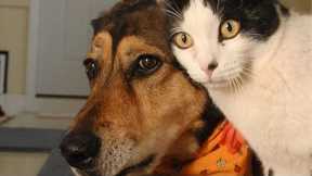 Do Cat and Dog Friendships Really Exist? 🐱❤️🐶 | Heartwarming Stories