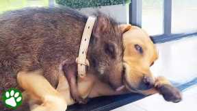 Animals that became best friends with each other