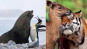 7 Best Animal Friendships in The World #2