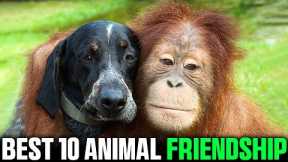Unbelievable Animal BFFs: Unusual Friendships Unveiled