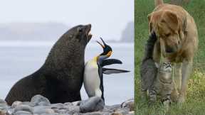 The Best Animal Friendships in the World