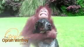 Unusual Animal Friendships from Around the World | The Oprah Winfrey Show | Oprah Winfrey Network