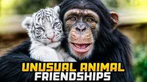 Unexpected Bonds: Top 10 Unusual Animal Friendships