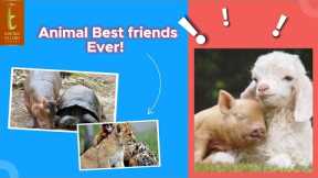 Best Animal friendships in the world