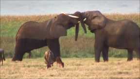 The Best Friends - Heartwarming Animal Friendships