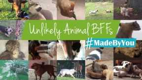Unlikely Animal BFFs #MadeByYou