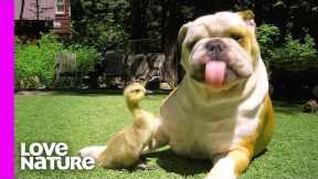 Dogs with Their Strange Animal Friends! | Oddest Animal Friendship | Love Nature