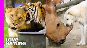 The World’s Most Unexpected Animal Friendships! | Love Nature