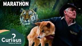 Witness the Unlikely Friendships Between Humans and Wild Animals | Mega Marathon