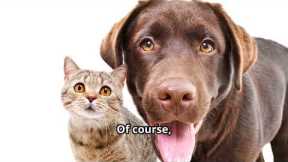 Adorable Dog and Cat Best Friends: Unlikely Animal Friendships