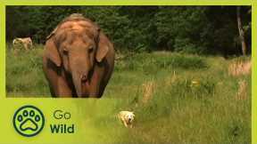 Unlikely Animal Friends - Go Wild