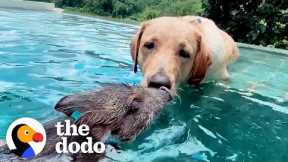 The World's Cutest Interspecies Friendships | The Dodo