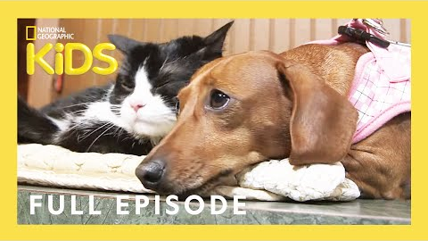 Unlikely Animal Friends Full Episode 🐷🐴 🐱 | Love at First Sight | @natgeokids