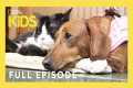 Unlikely Animal Friends Full Episode