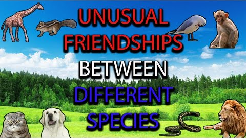 BEST FRIENDS: UNUSUAL FRIENDSHIPS BETWEEN DIFFERENT SPECIES