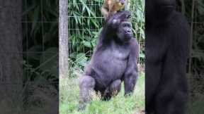 Heartwarming Gorilla Friendships