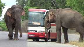 The Famous Elephant Raja of Yala: A Gentle Giant's Story of Food and Friendship