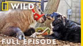 Baby Mamas: Unlikely Animal Friends (Full Episode) | Nat Geo Wild