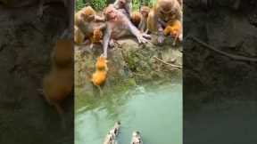 The confusing behavior of animals All animals are created equal Wonderful animals