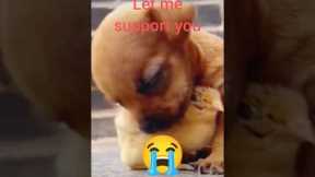 Unlikely Friends: Puppy and Chick's Adorable Bond #shorts #friends