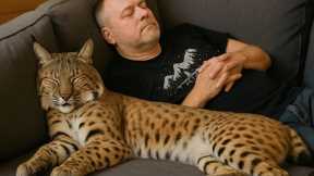 Rescued Bobcat Thinks She's Human, You Won't Believe What She Does on the Couch!