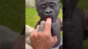 Majestic Growth of Wild Animals #funny #cute #animals