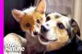 Real-Life ‘Fox And The Hound’ |