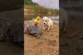 Unlikely Animal best friends English