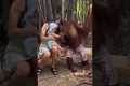 Chimpanzee and Human Baby Share